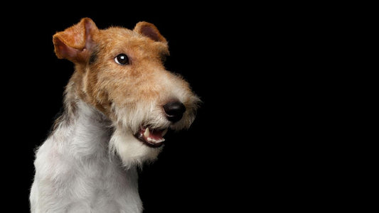Fox Terrier looking to the right