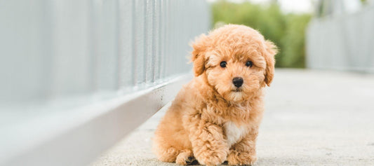 Miniature Golden Doddle Dog