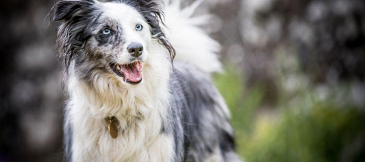 Blue Merle Australian Shepard Dog Walking