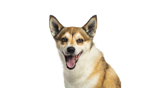 photo of Lundehund Dog