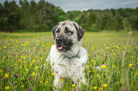 anatolian shepherd laying in a grassy field