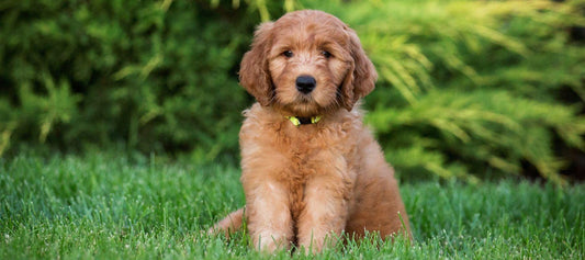 Goldendoodle Puppy