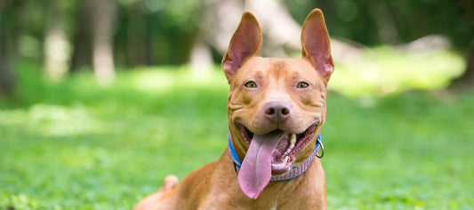 Pitbull smiling outdoors.