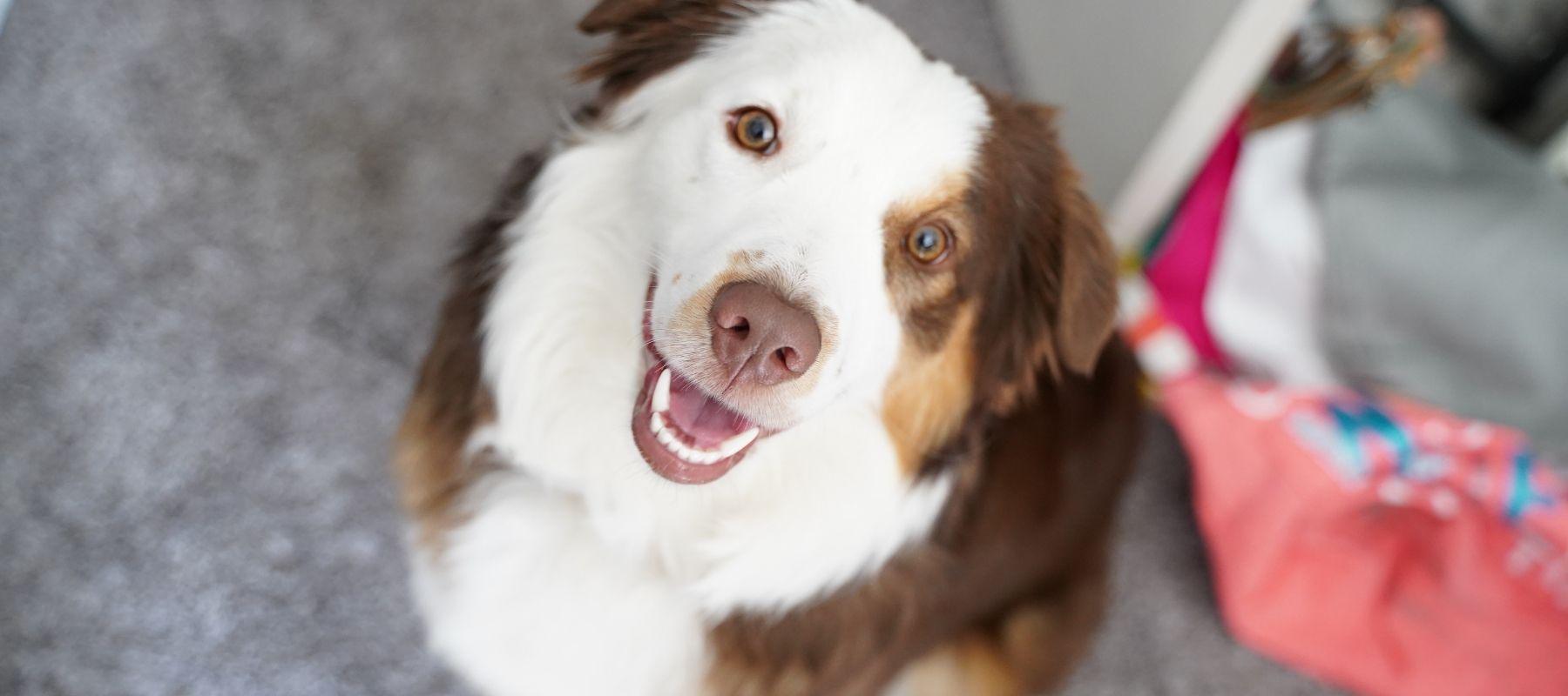 Happy Mini Border Collie