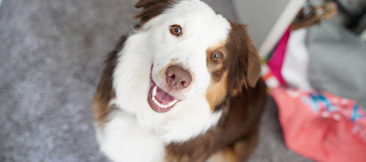 Happy Mini Border Collie