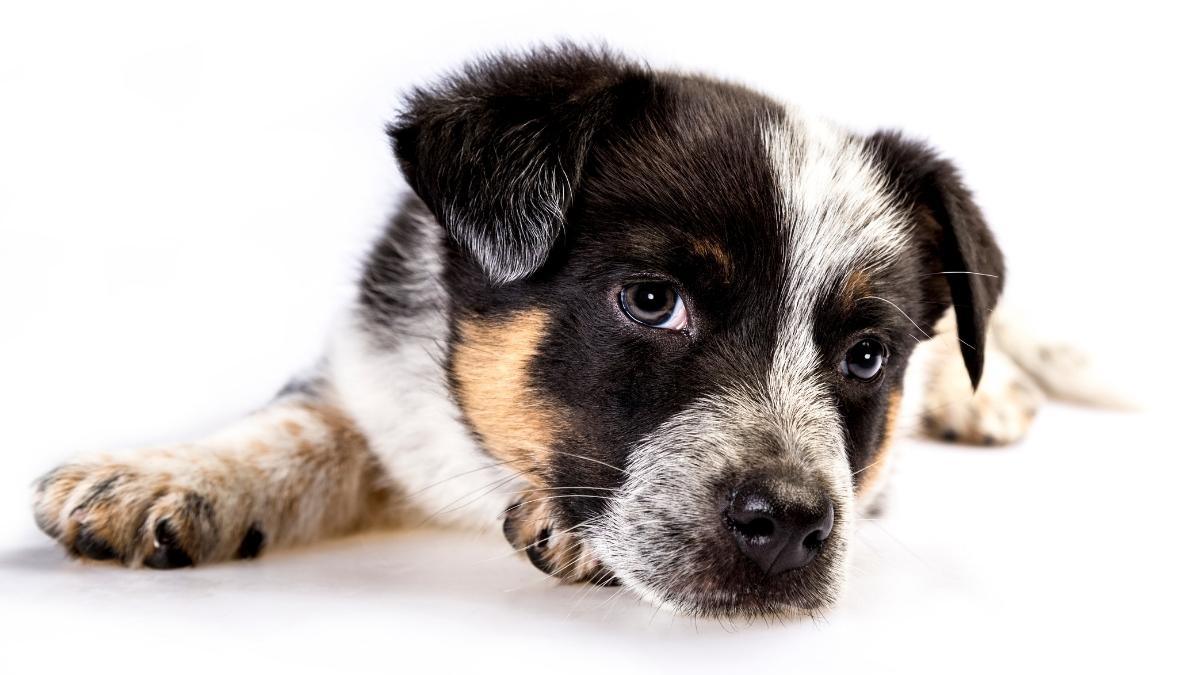cute Texas Heeler puppy laying down on the floor