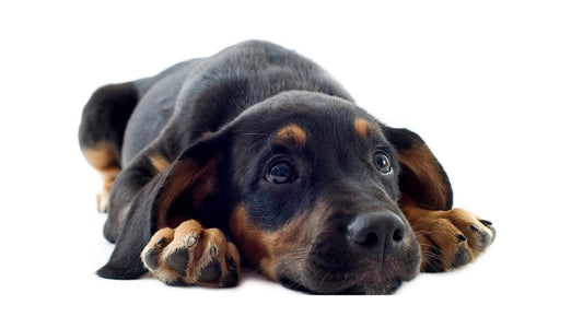 Doberman puppy laying down with concerned look on his face