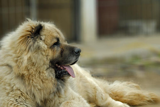 caucasian shepherd laying on the ground