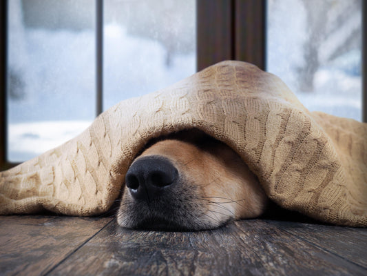 dog laying on the ground under a blanket