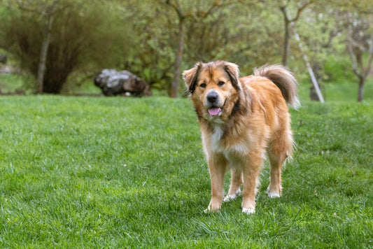golden shepherd standing in the grass 