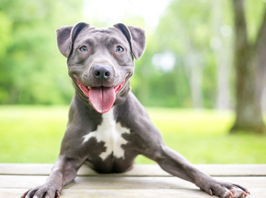 Pit Bull Dog Breed Information - Calming Dog