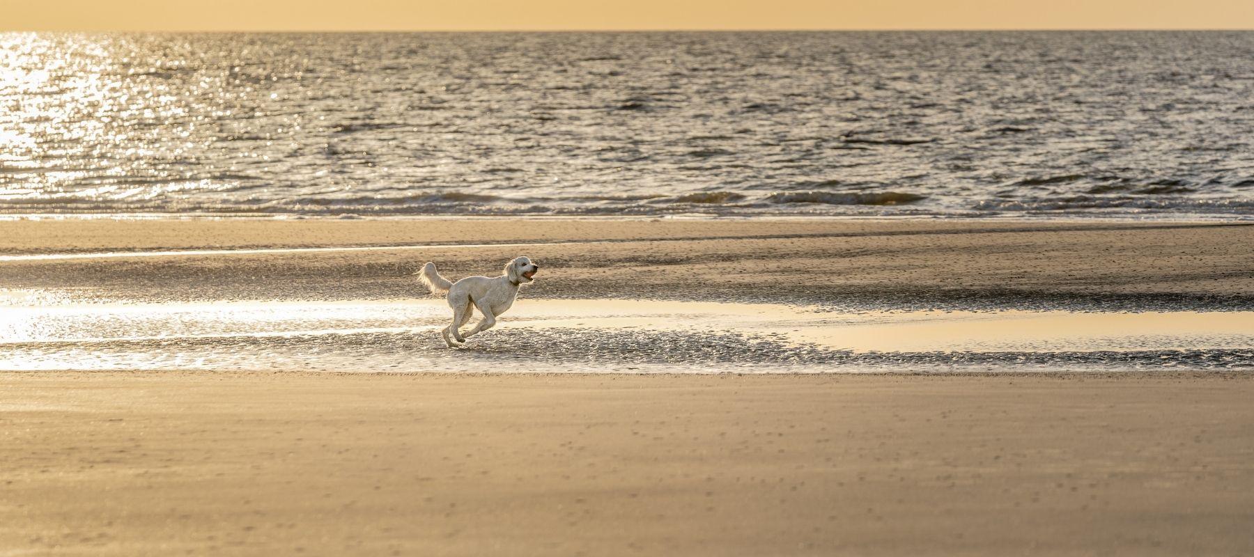 Goldendoodle Dog running 