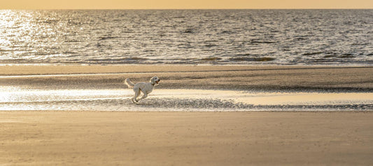 Goldendoodle Dog running 