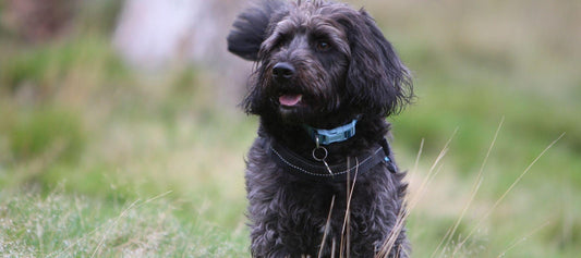 Schnauzer Poodle Dog 