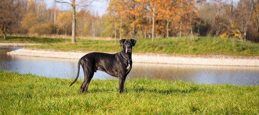 Great Dane dog in park