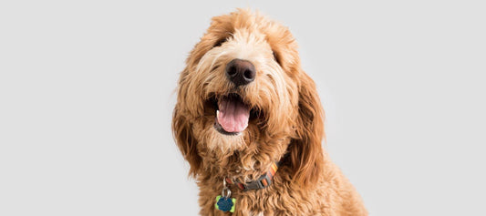 Happy Goldendoodle Dog