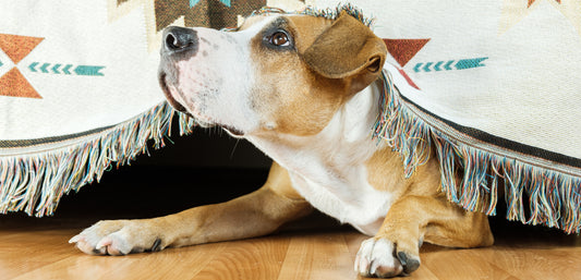 You Need To Calm Down: Calm Dog Anxiety Naturally