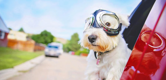 Fast and the Furriest: Dog Car Anxiety Isn't a Joy Ride