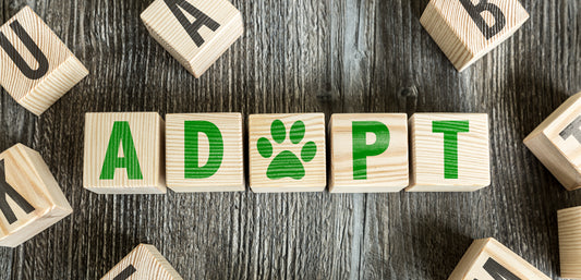 Pick Me! Adopting a Dog Means Changing a Life