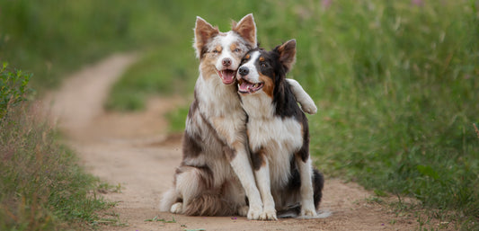 Eight Things To Consider Before Adopting a Second Dog