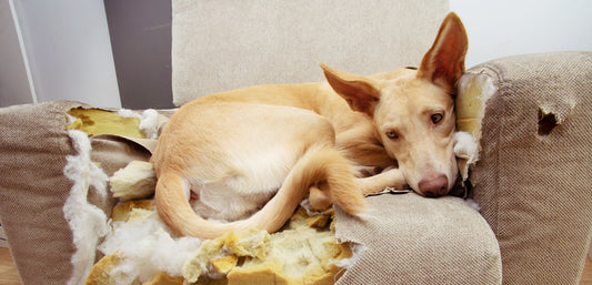 Please Don’t Go: A Guide to Dog Separation Anxiety