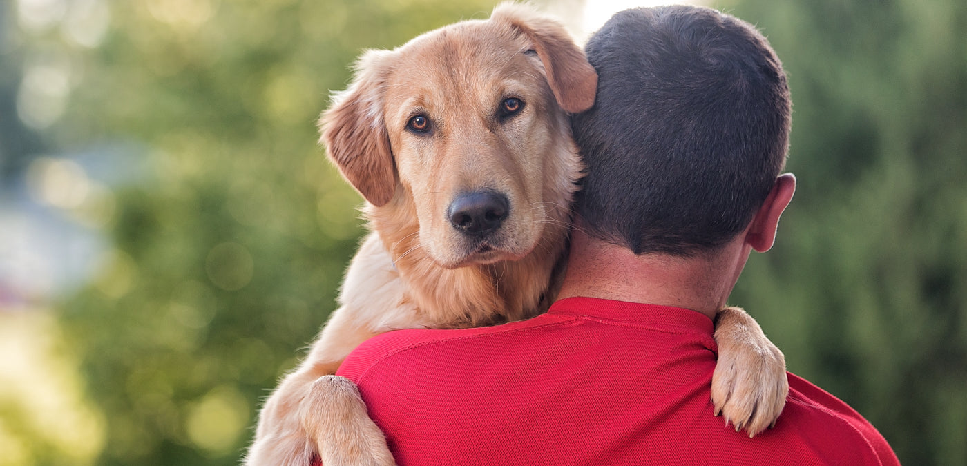 It's All In The Legs: Carry Your Dog Upstairs Safely