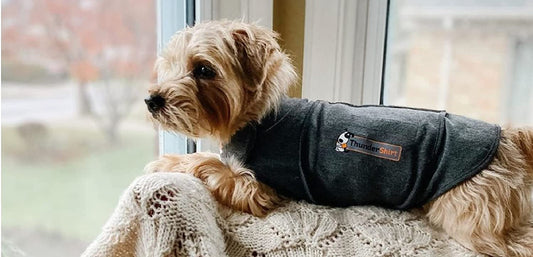 ThunderShirt for Dogs: Wrap Your Dog Up in Tranquility