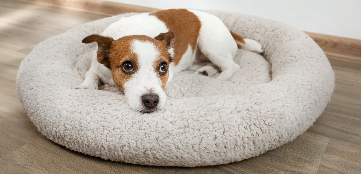 Give 'Em a Donut for Anxiety -- A Donut Dog Cuddler Bed