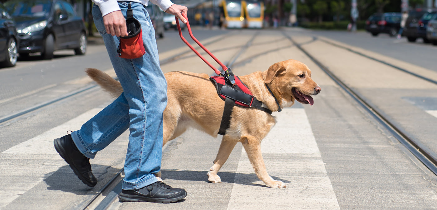 Anxiety Service Dog Training: Lending a Helping Paw
