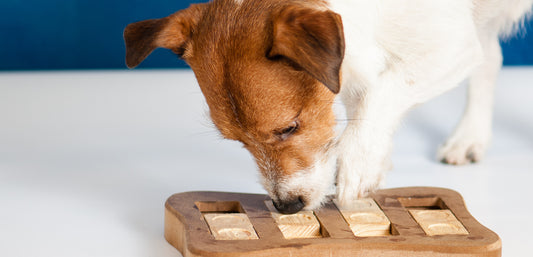 Battle Dog Anxiety: Best Tools and Techniques Reviewed
