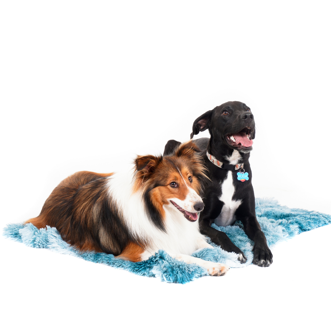 calming dog blanket